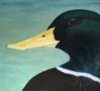 Mallard painting by Sybil Fix, oil on canvas, 40 x 60 circa