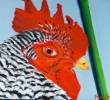 Rooster painting by Sybil Fix, oil on canvas, small